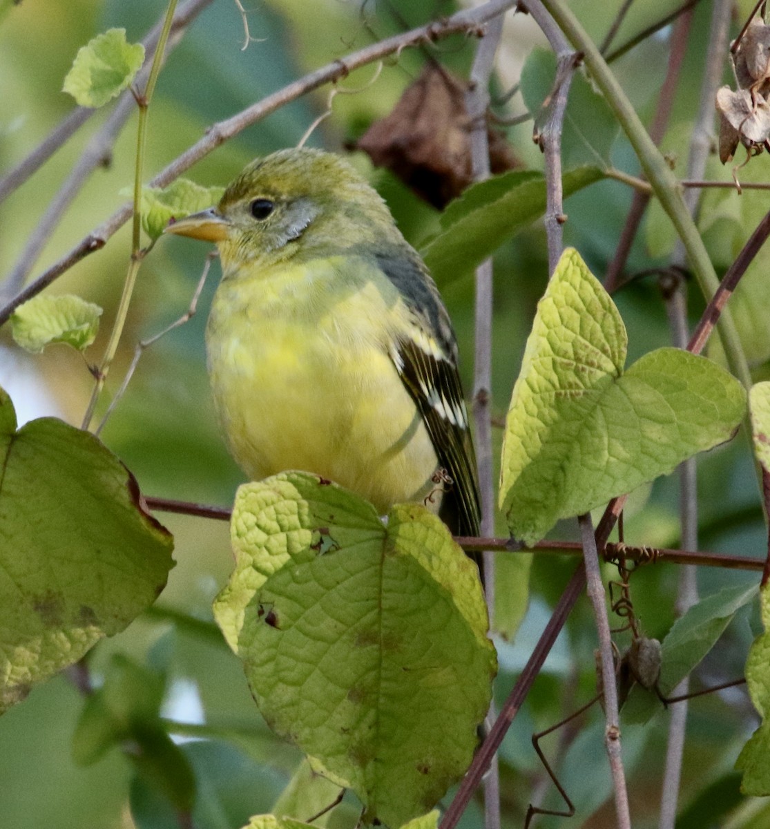 Western Tanager - ML645990863