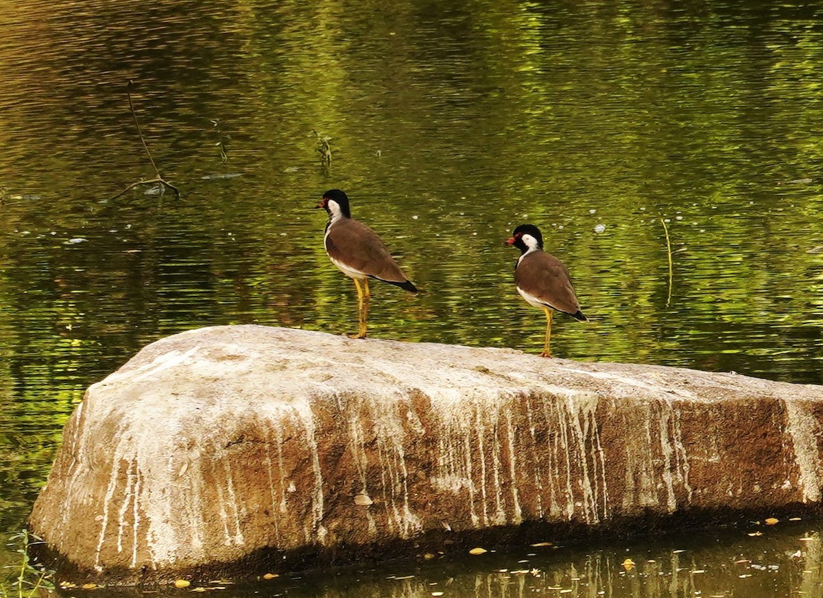 Red-wattled Lapwing - ML645990875