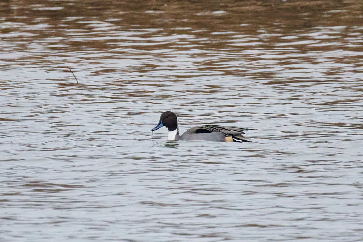 尖尾鴨 - ML645990887