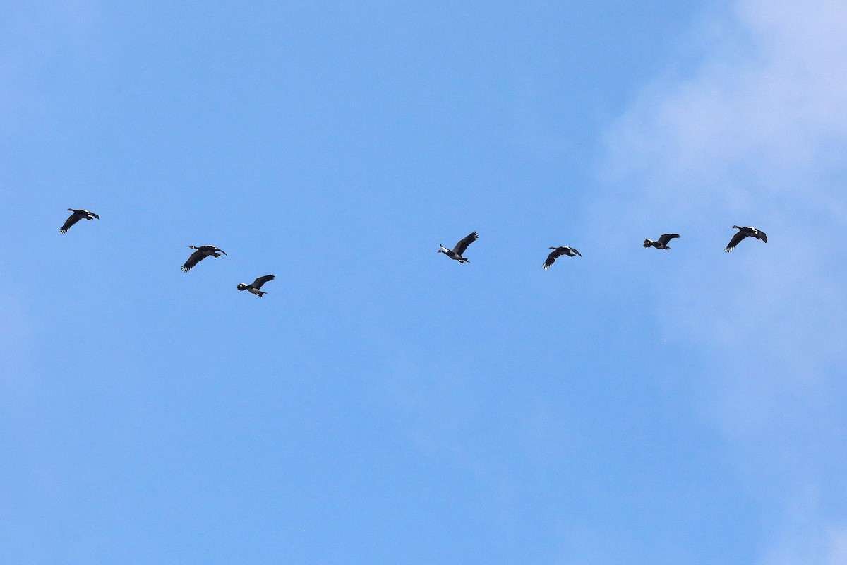 Spur-winged Goose - ML645990888