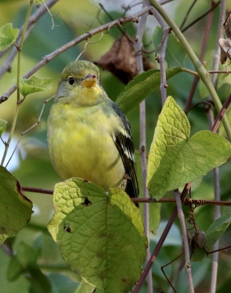 Western Tanager - ML645990894