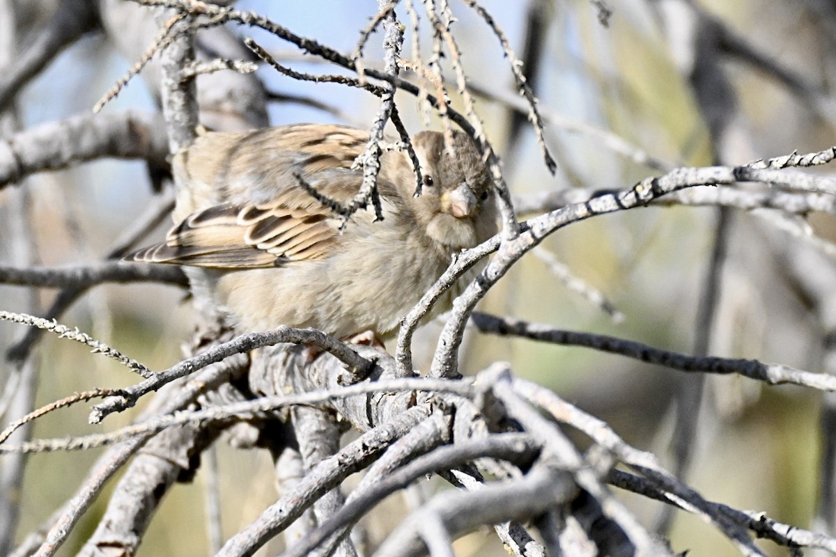 Gorrión Común - ML645990905