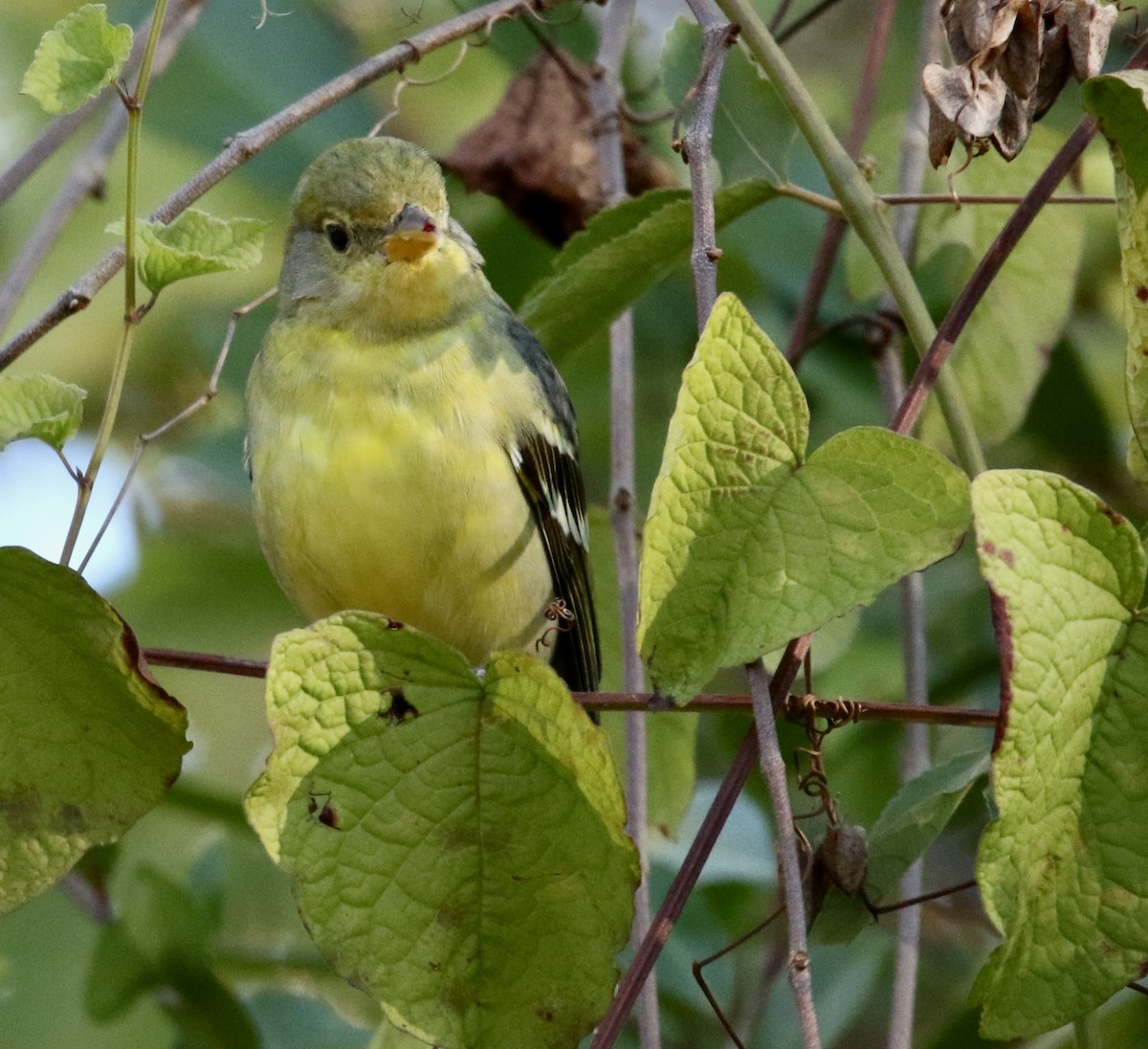 Western Tanager - ML645990916