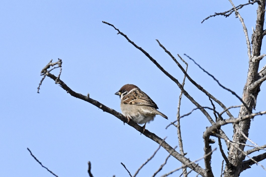 Ağaç Serçesi - ML645990920