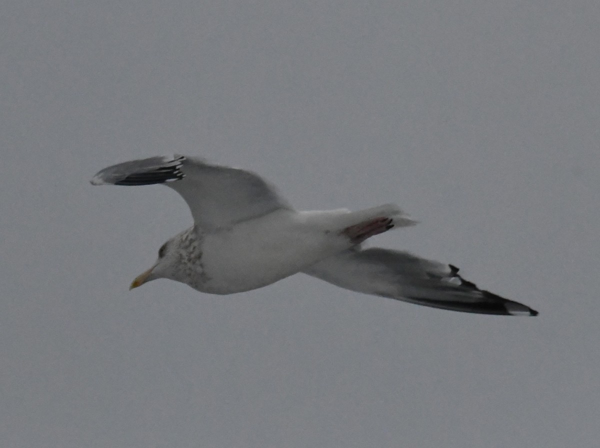 American Herring Gull - ML645990921