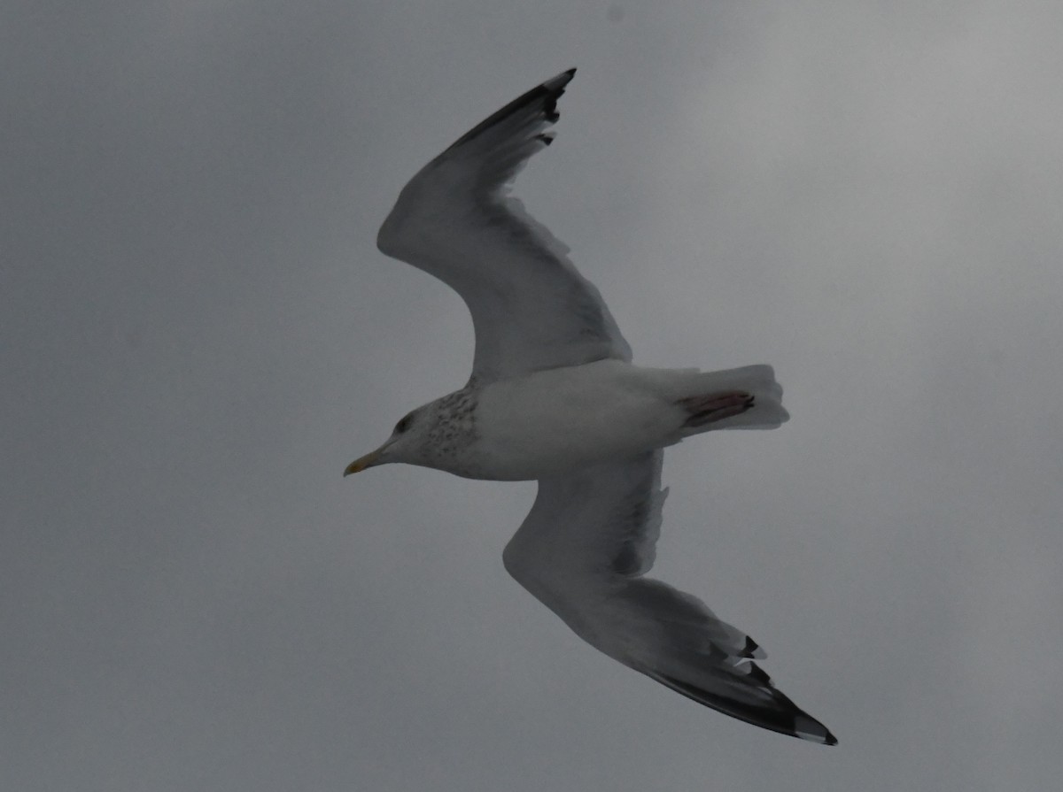 American Herring Gull - ML645990922