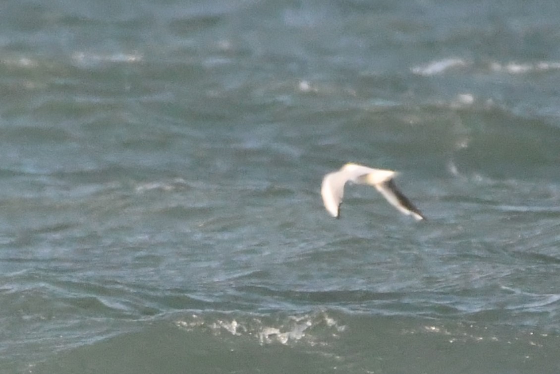Black-headed Gull - ML645990926