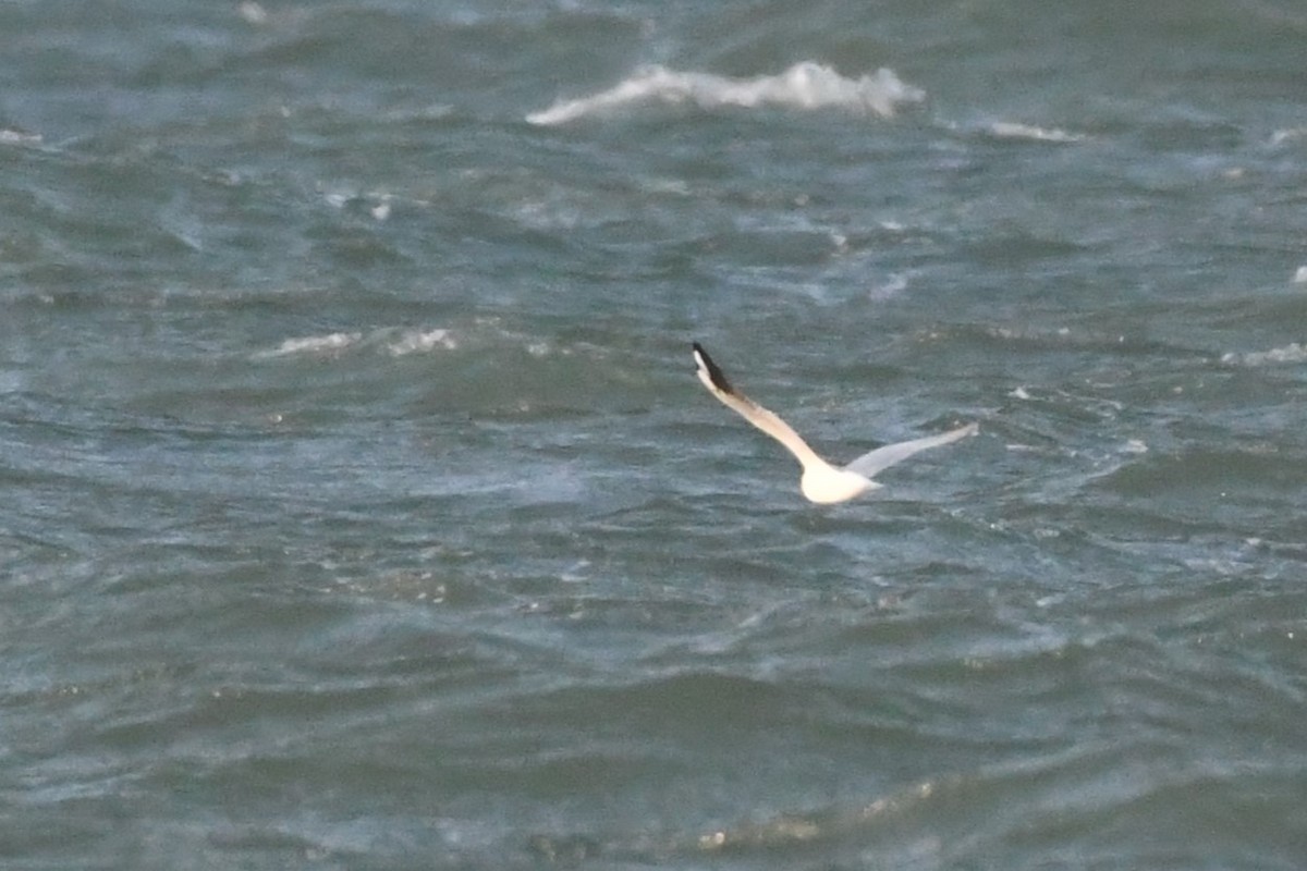 Black-headed Gull - ML645990927