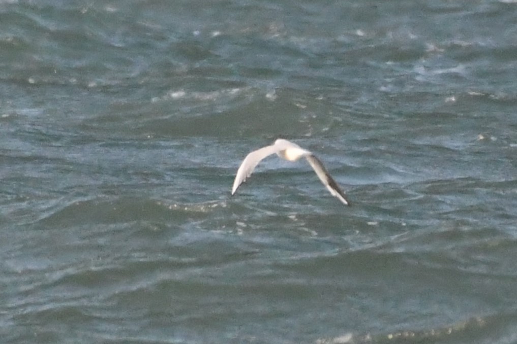 Black-headed Gull - ML645990928