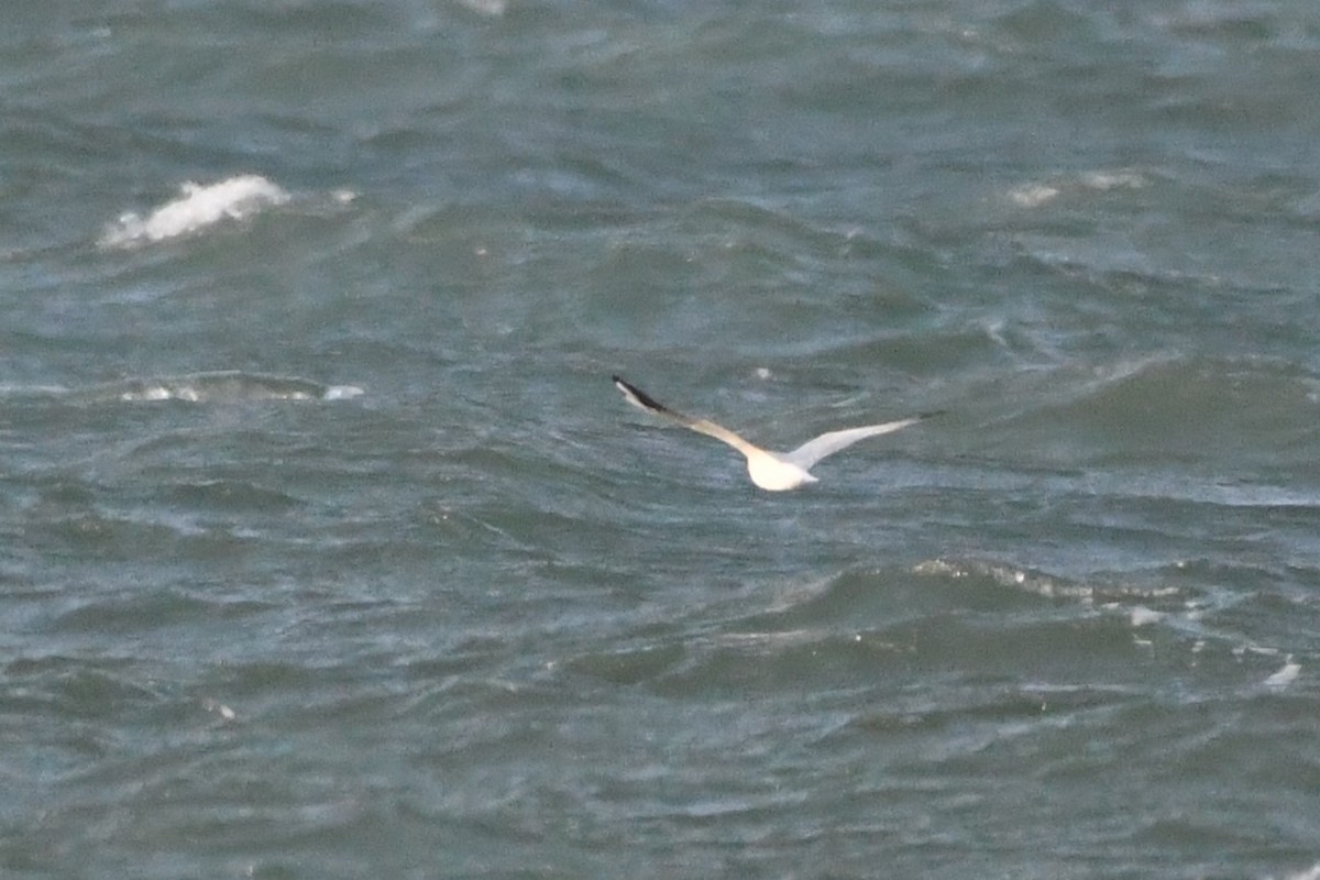 Black-headed Gull - ML645990929
