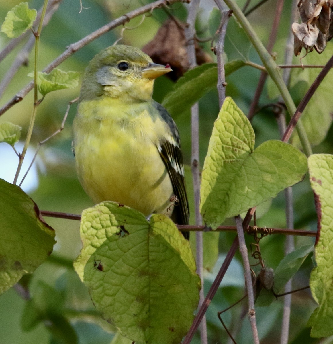 Western Tanager - ML645990938