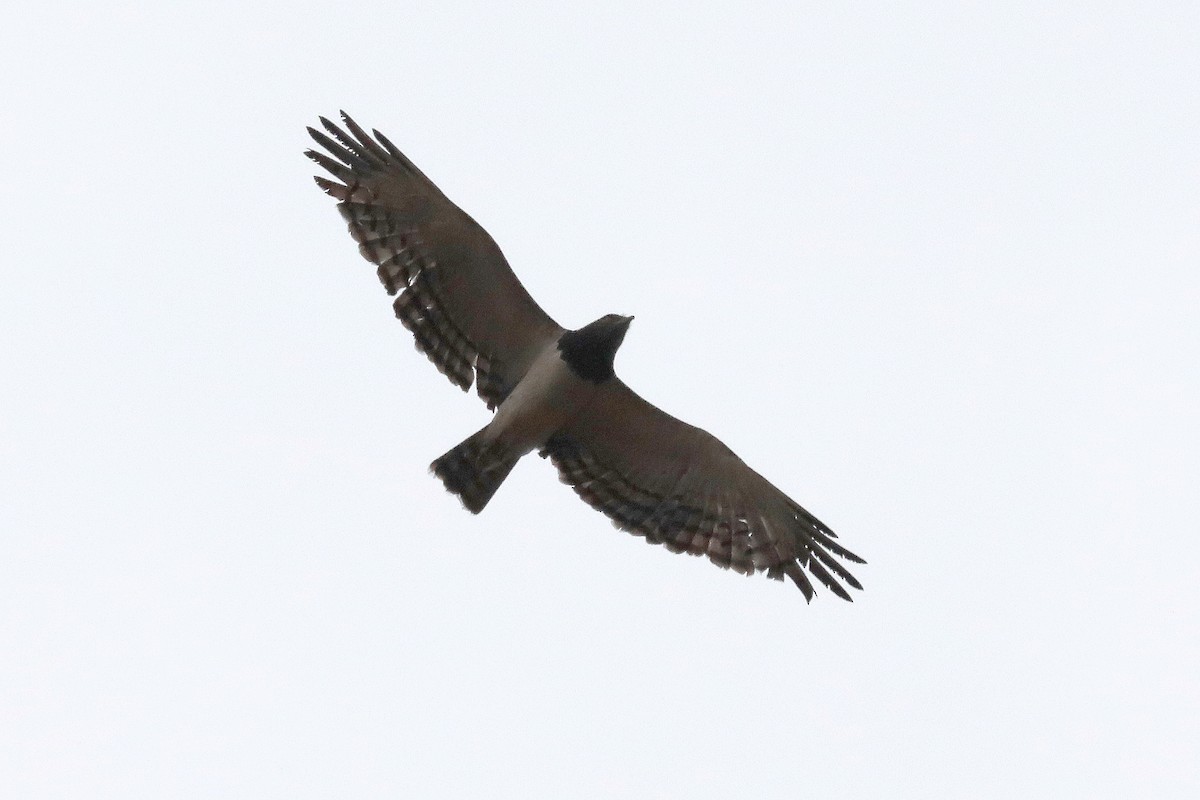 Black-chested Snake-Eagle - ML645990949