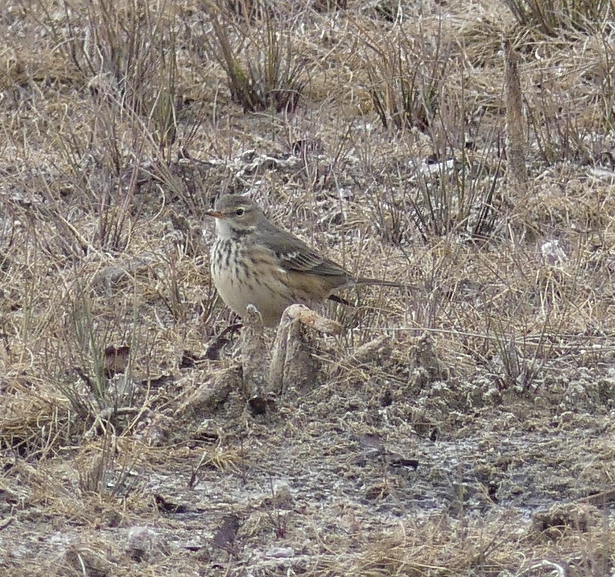 American Pipit - ML645990951