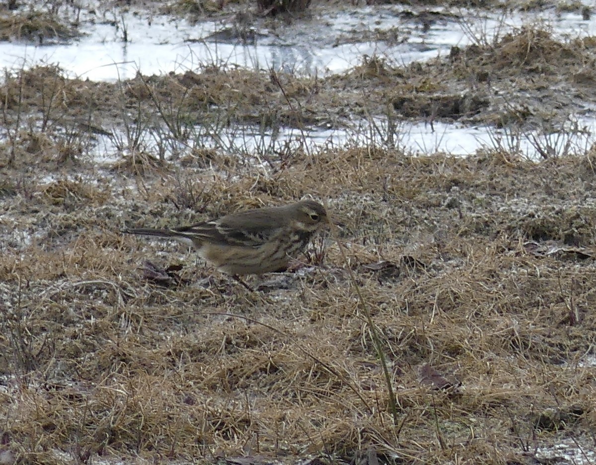 American Pipit - ML645990952