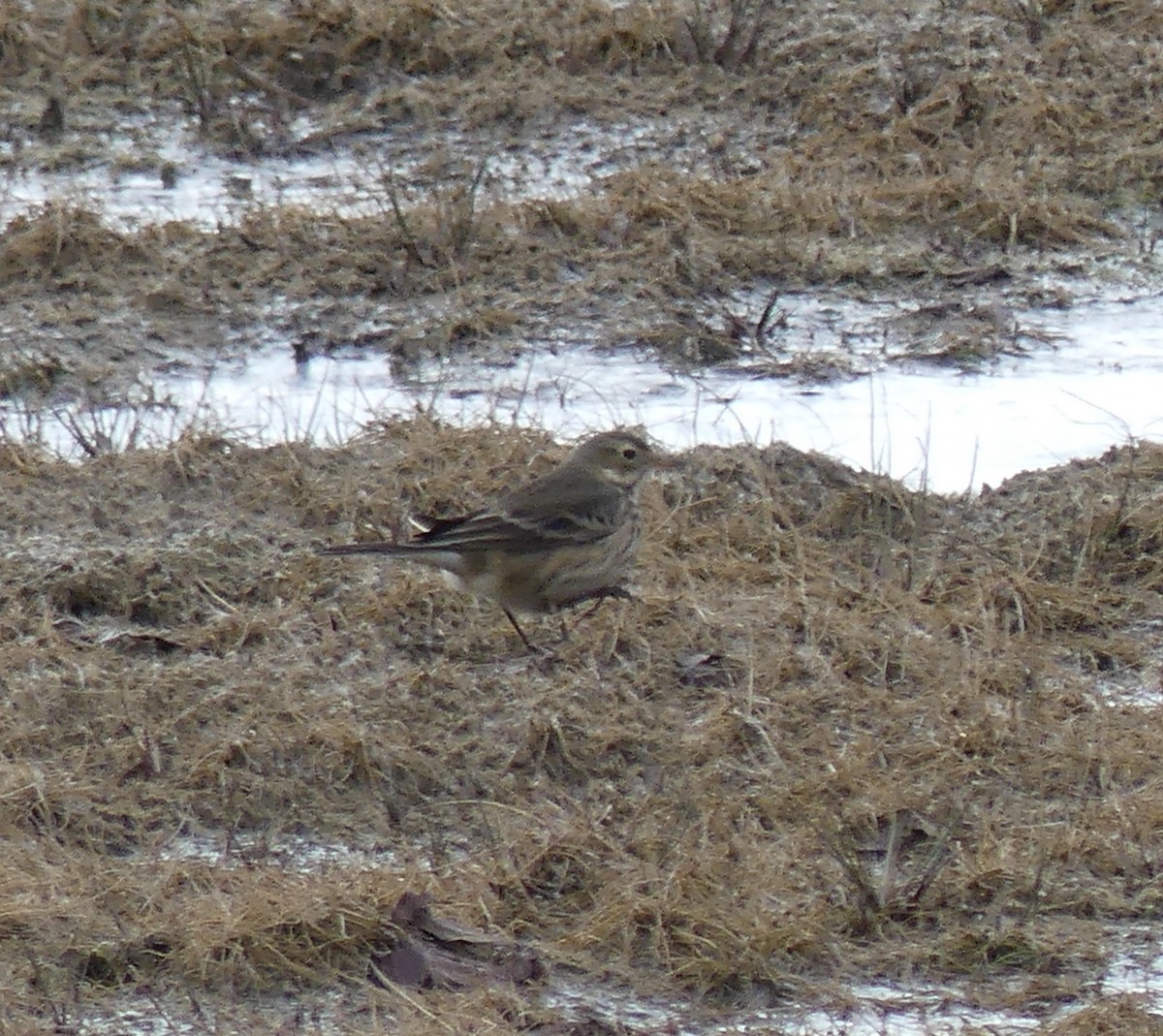 American Pipit - ML645990953