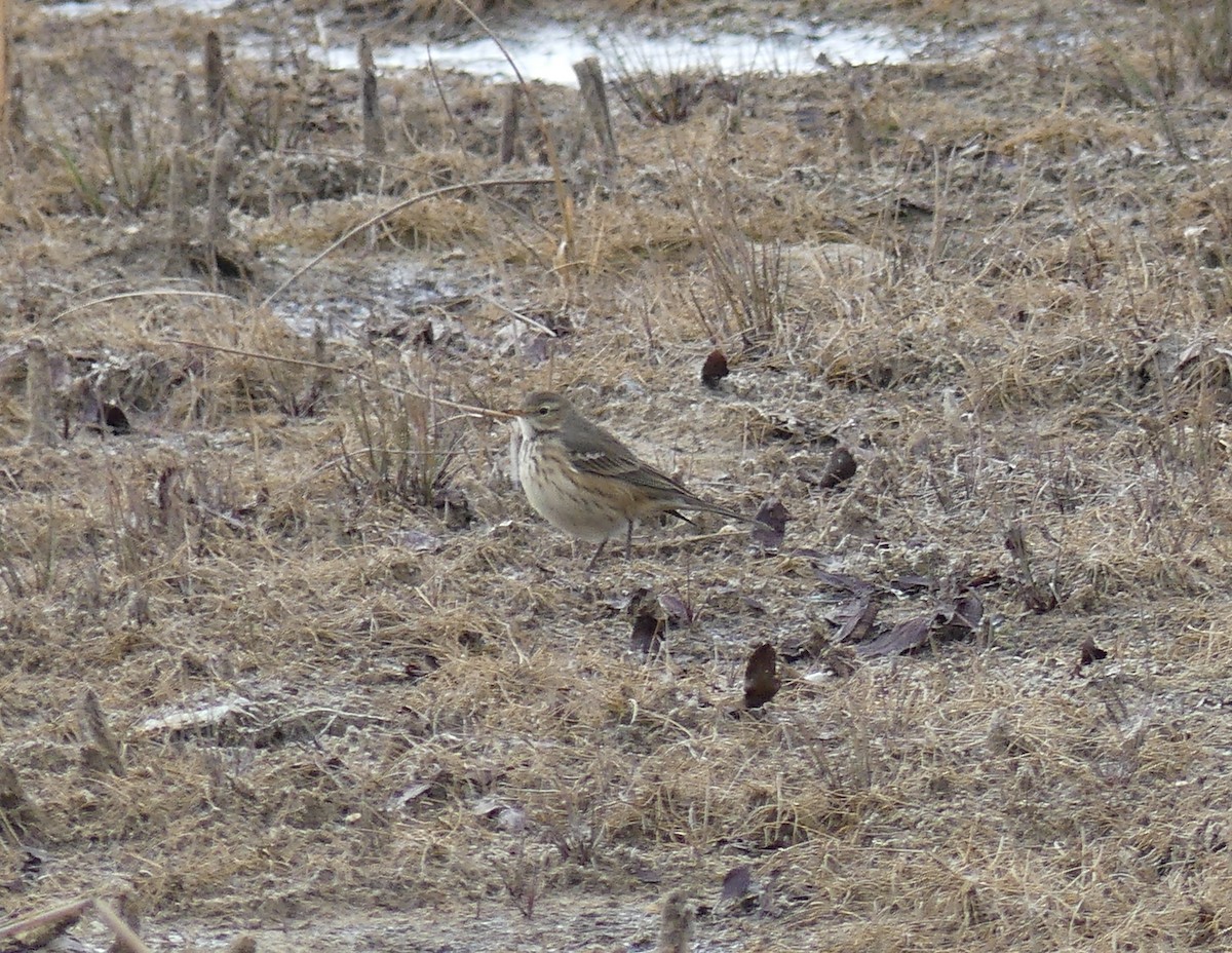American Pipit - ML645990955