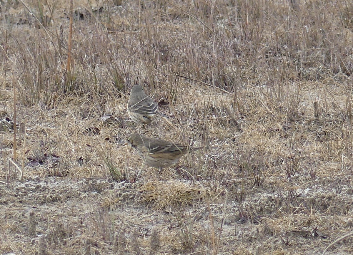 American Pipit - ML645990956