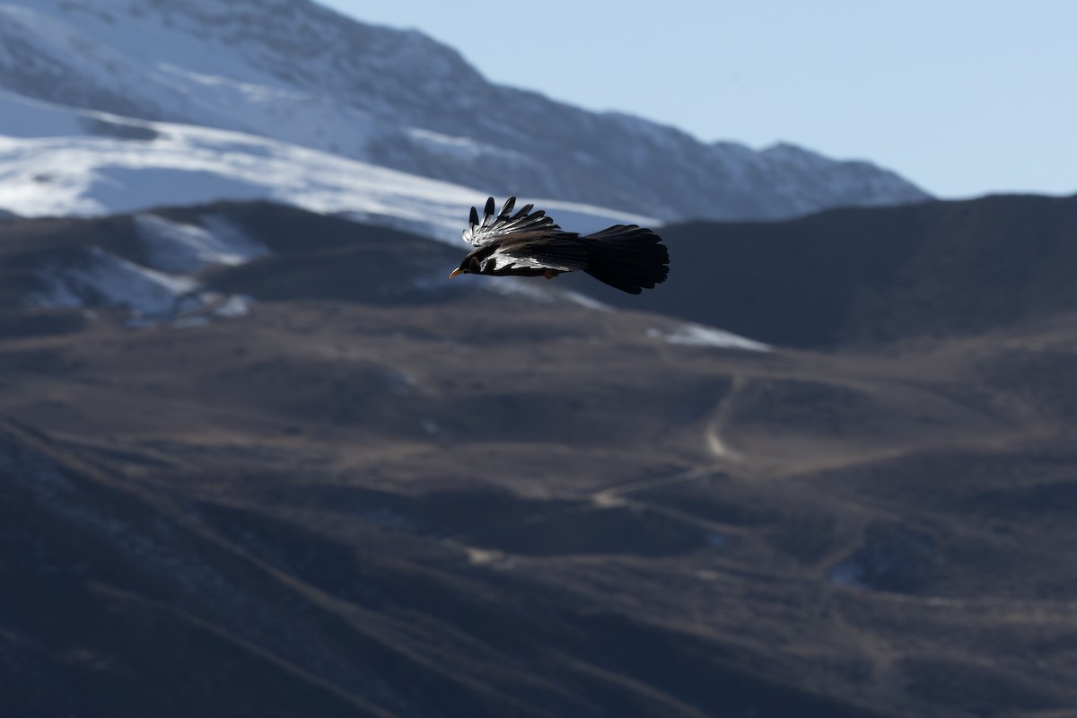Yellow-billed Chough - ML645990964