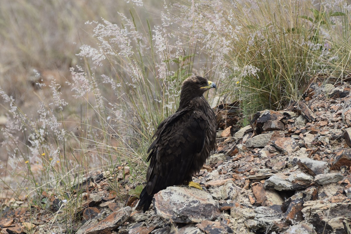 Steppe Eagle - ML645990969