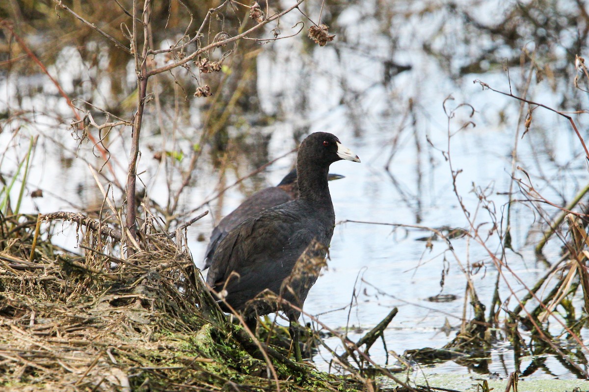 American Coot - ML645990970