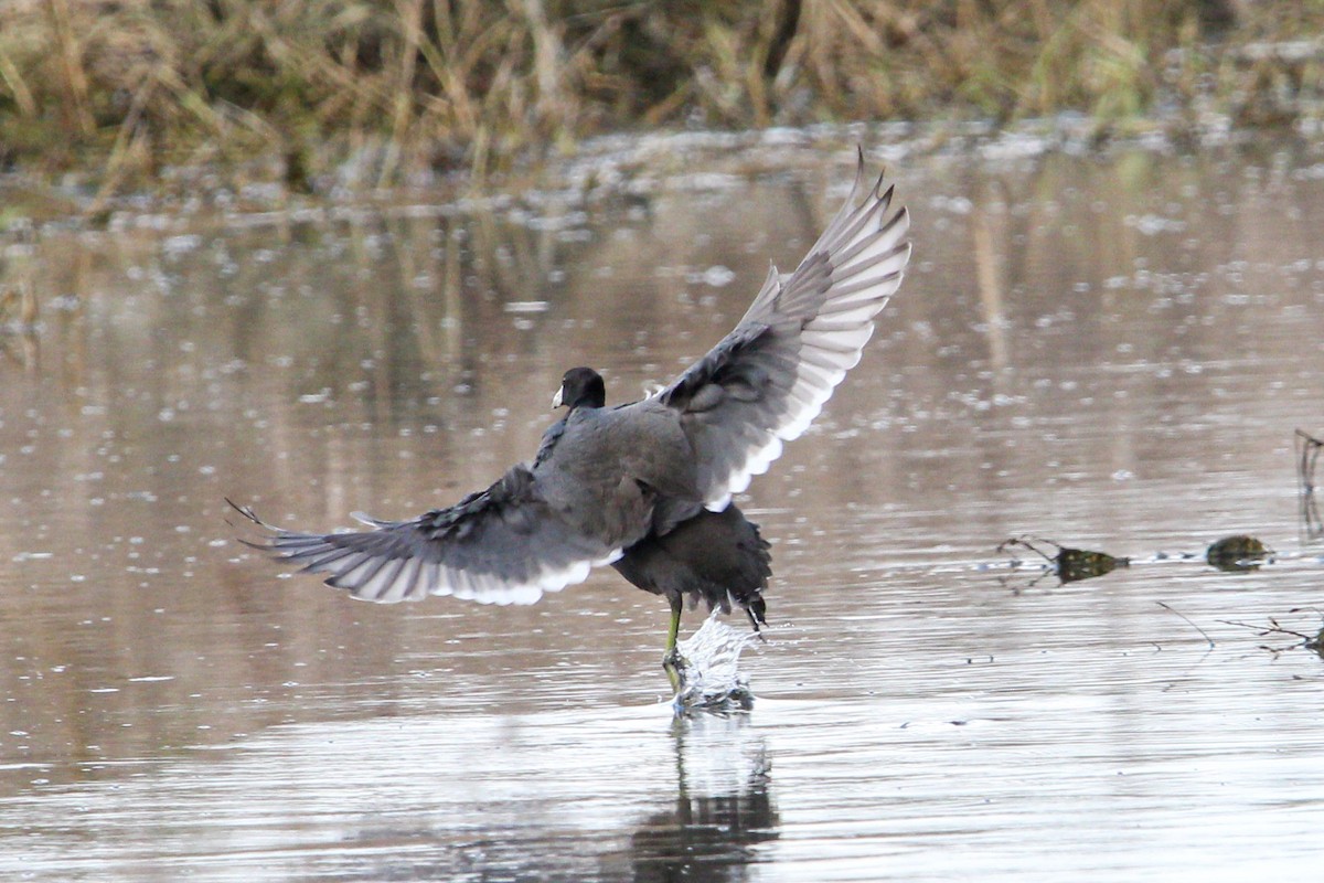American Coot - ML645990971