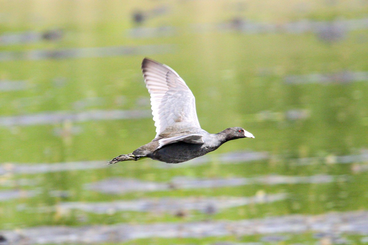 American Coot - ML645990972