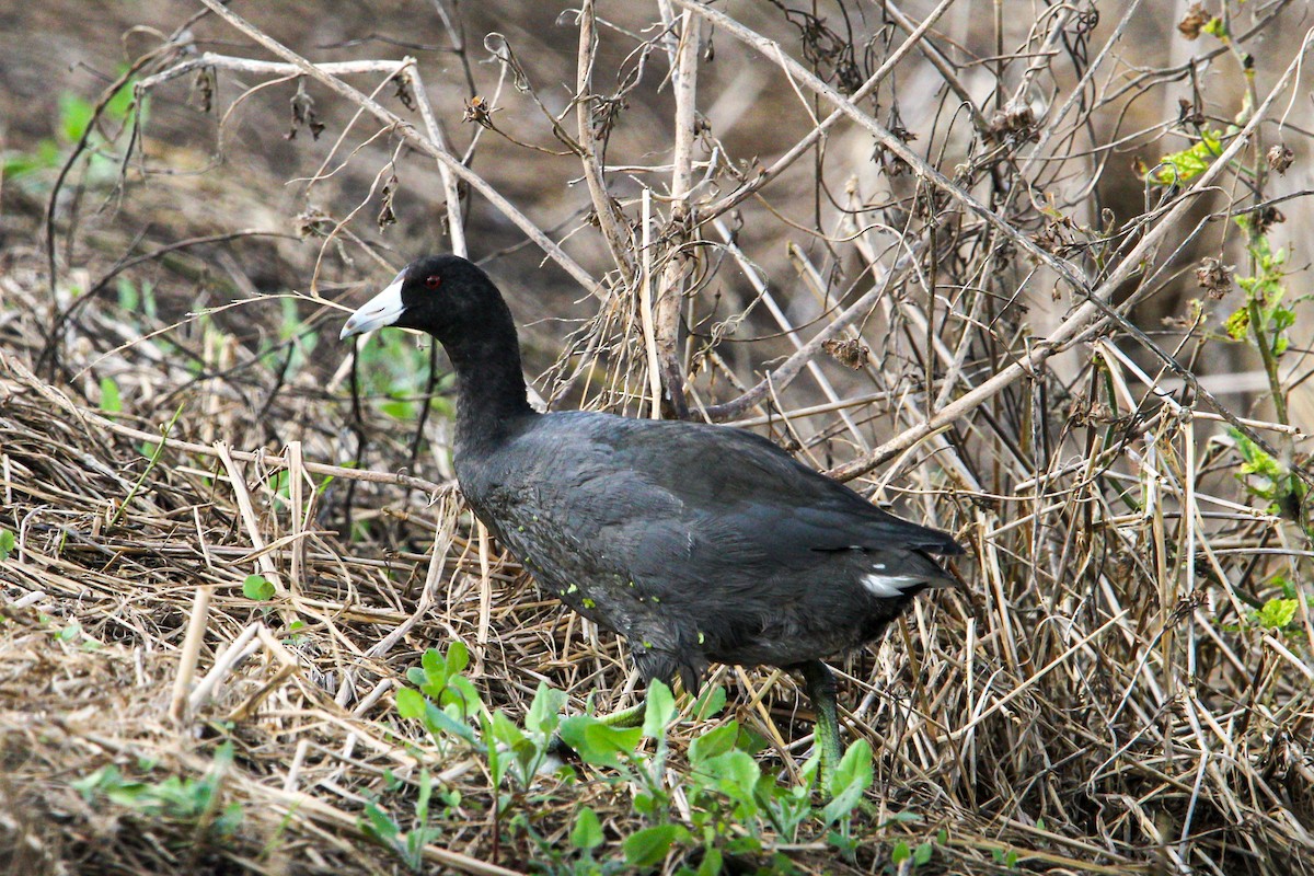 American Coot - ML645990973