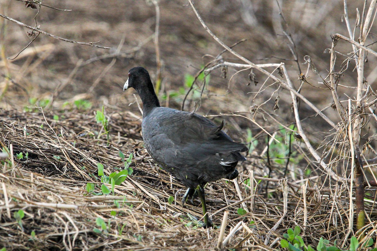 American Coot - ML645990974