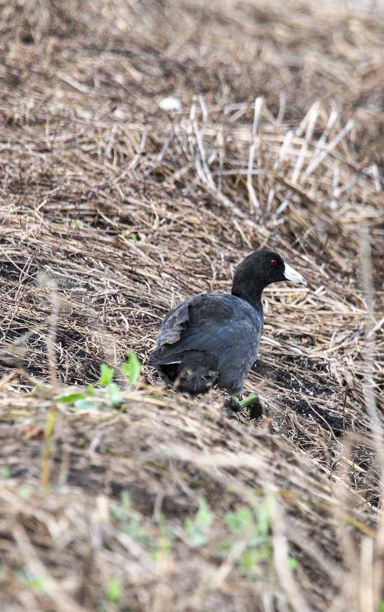 American Coot - ML645990975