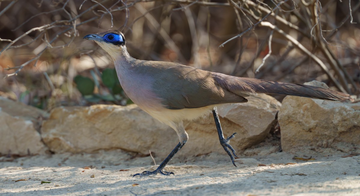 Olive-capped Coua - ML645990978