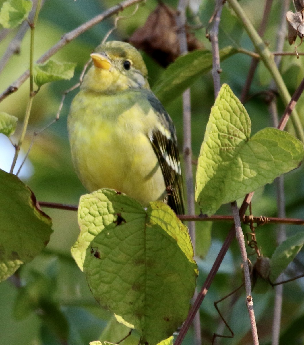 Western Tanager - ML645990979