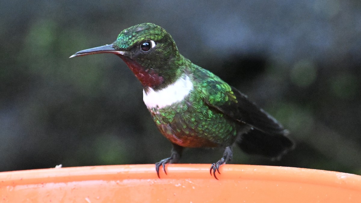 Gorgeted Sunangel - ML645990980