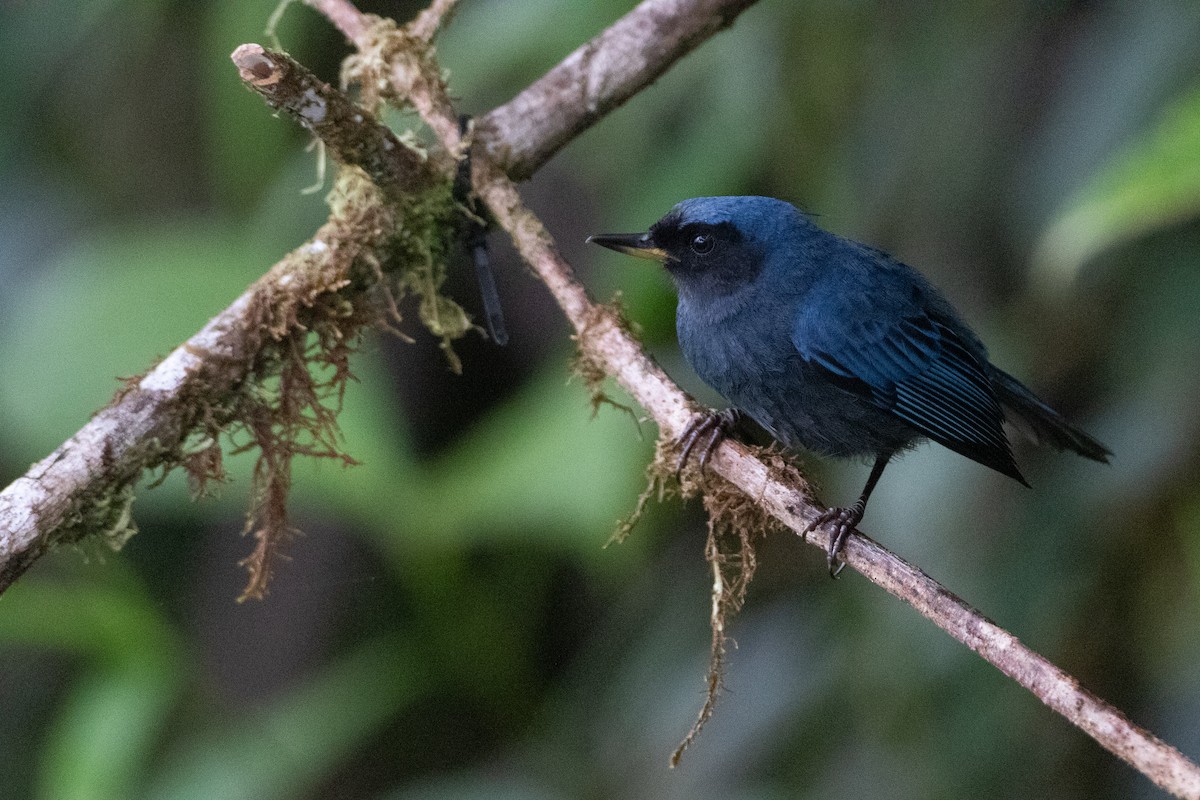 Masked Flowerpiercer (cyanea Group) - ML645990981