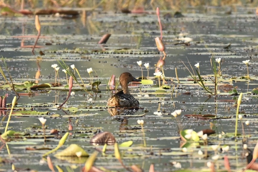 Northern Pintail - ML645990984