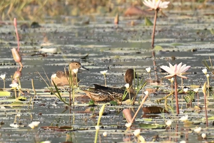 Northern Pintail - ML645990985