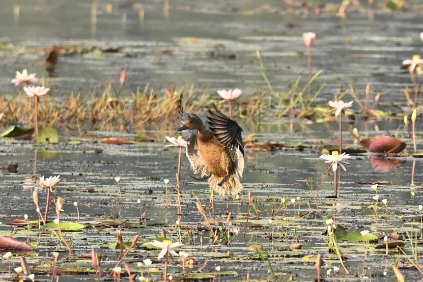 Northern Pintail - ML645990986