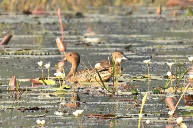 Northern Pintail - ML645990987
