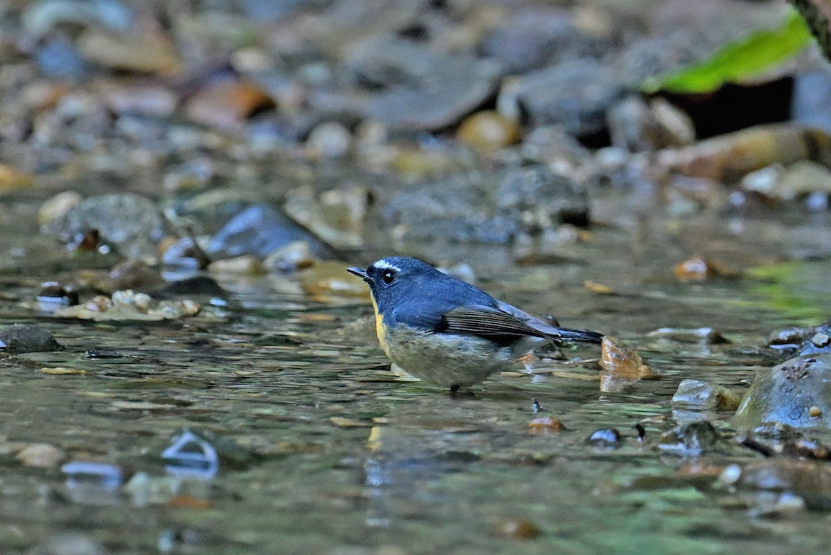 Snowy-browed Flycatcher - ML645990988