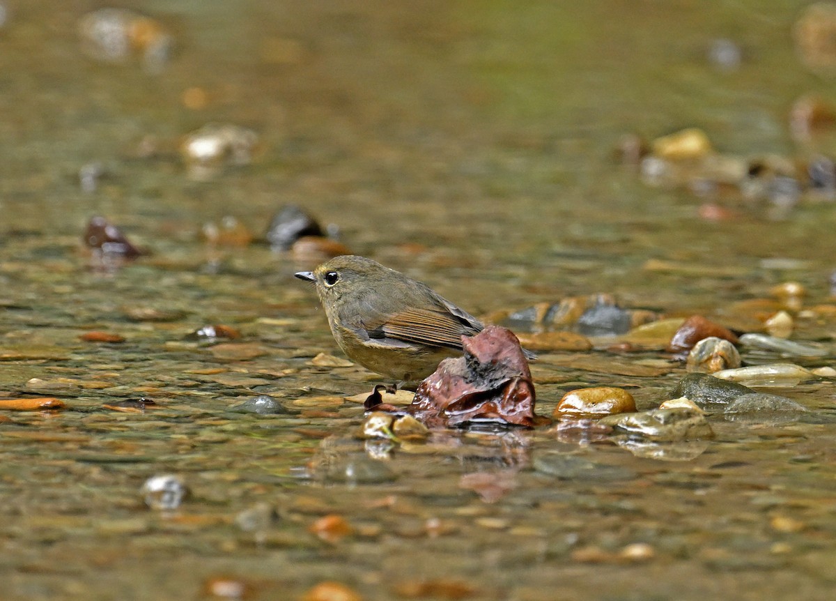 Snowy-browed Flycatcher - ML645990989