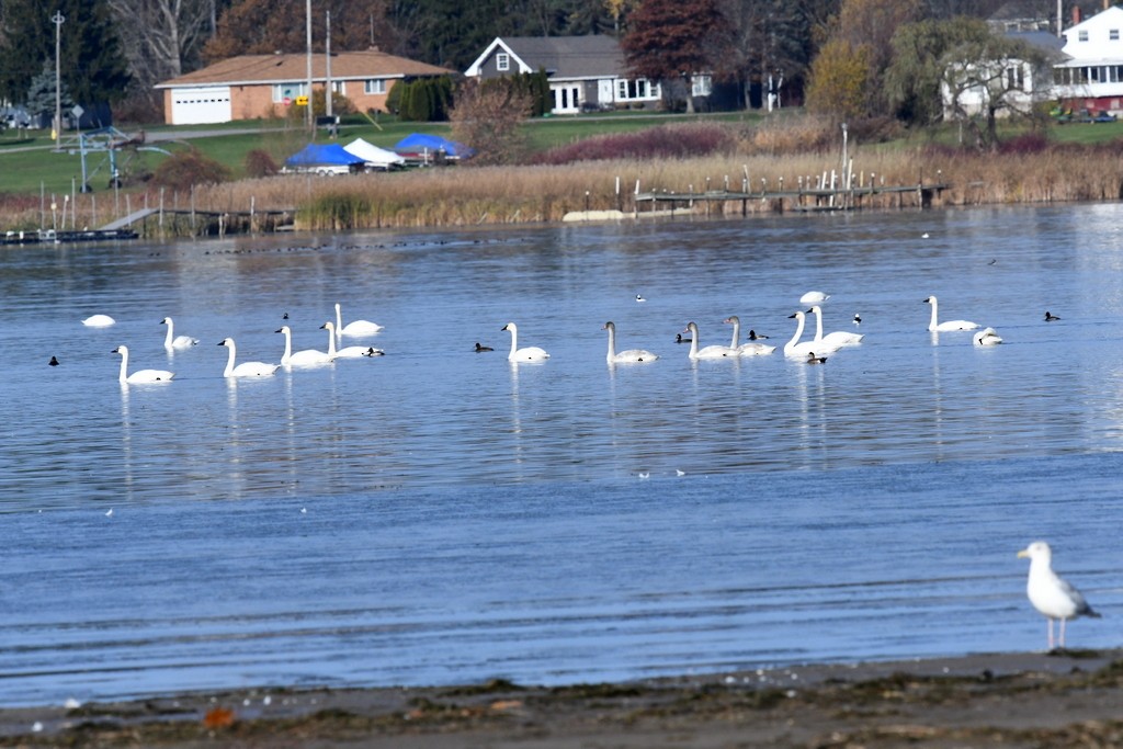 Tundra Swan - ML645990990