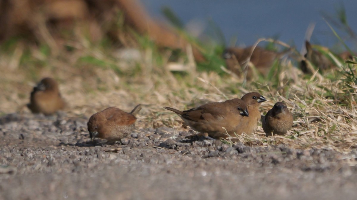 Scaly-breasted Munia - ML645990991