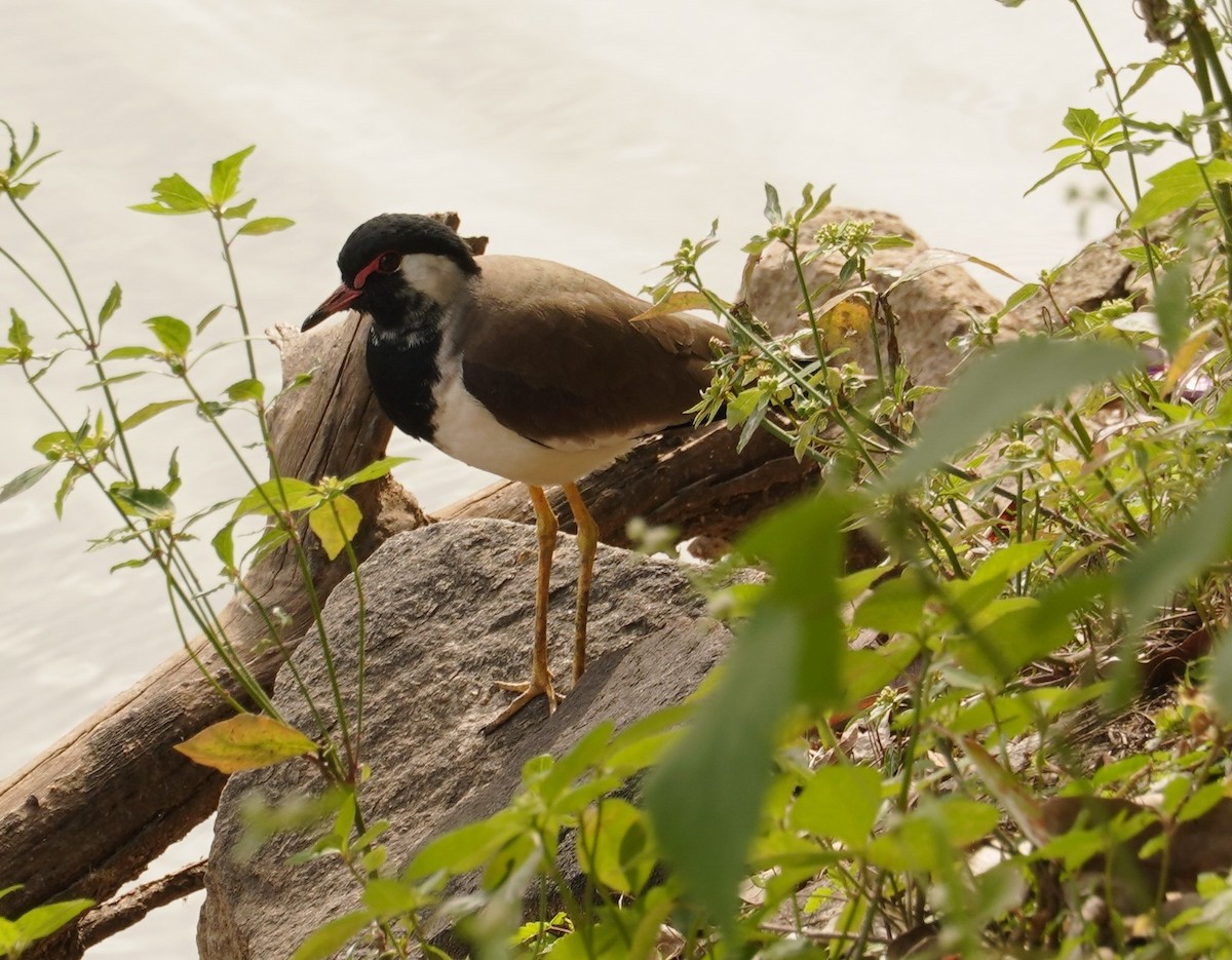 Red-wattled Lapwing - ML645990992