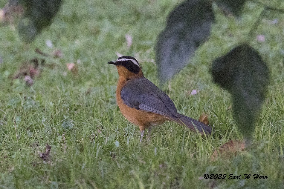 White-browed Robin-Chat - ML645990993