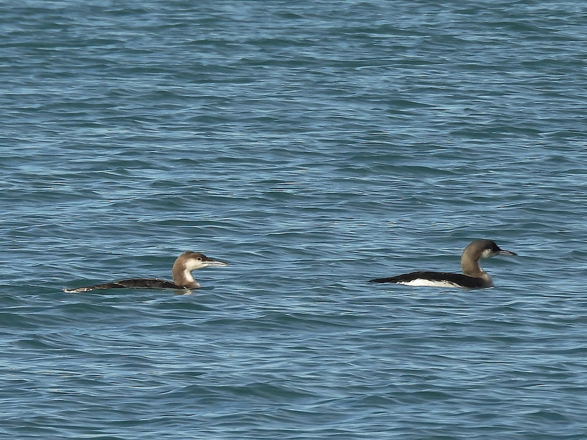 Arctic Loon - ML645990994