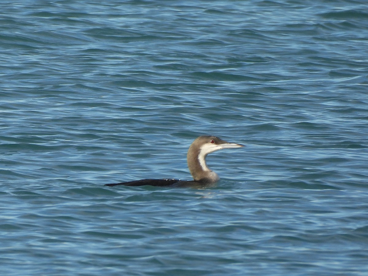 Arctic Loon - ML645990995