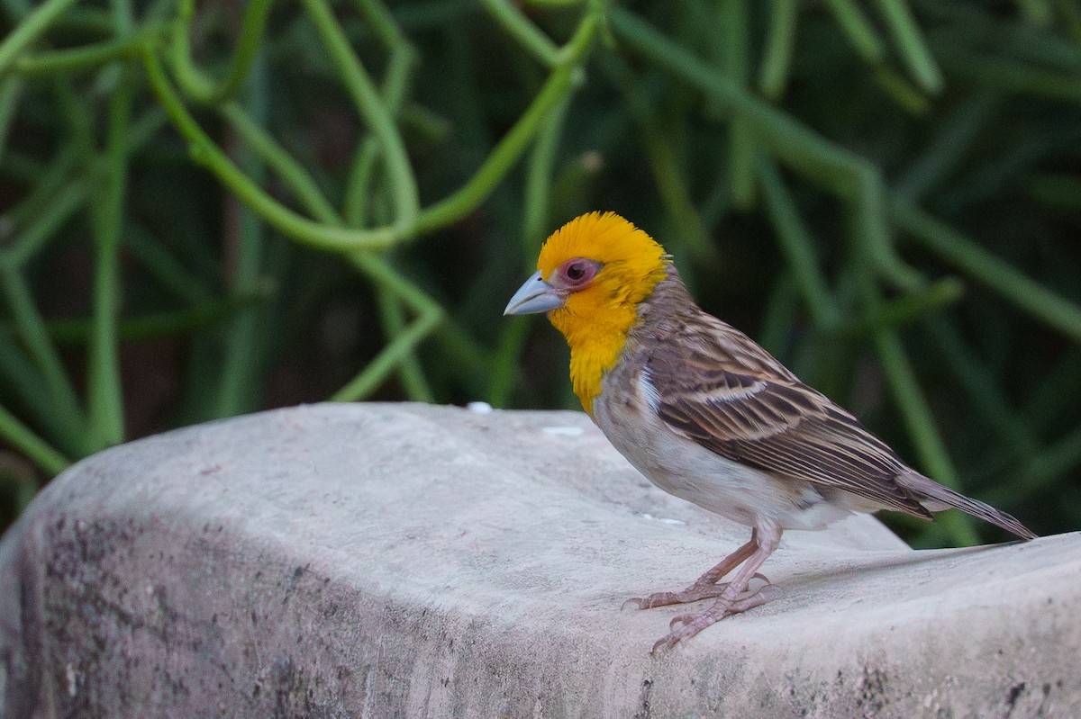 Sakalava Weaver - ML645990996