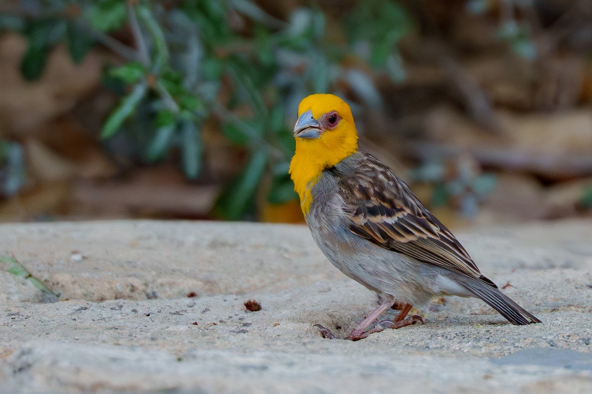 Sakalava Weaver - ML645990997