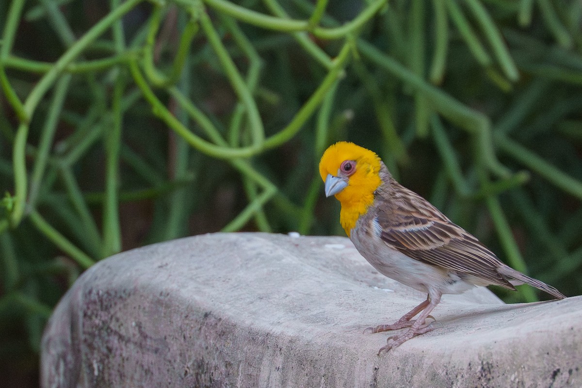 Sakalava Weaver - ML645990998