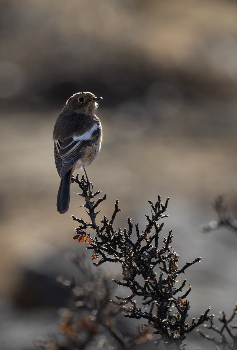 White-throated Redstart - ML645990999