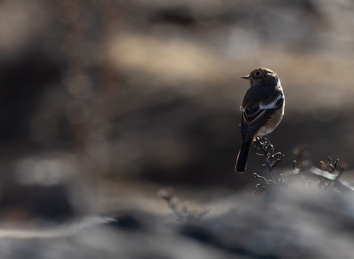 White-throated Redstart - ML645991000